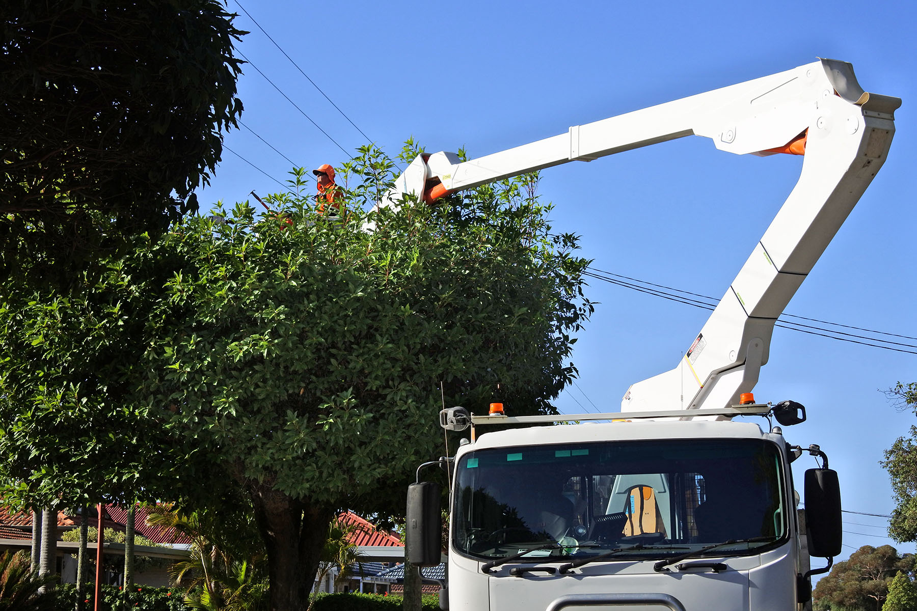EMERGENCY TREE SERVICE